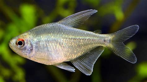 21 Types Of Tetra Fish (With Pictures) .